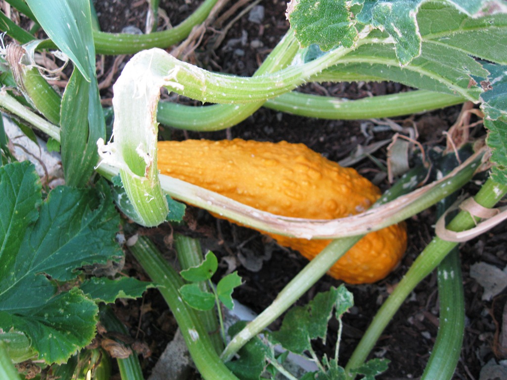 Garden Squash